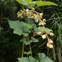 Rubus indicus Thunb.